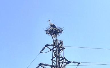 Служители на ЕРП Север подпомогнаха безопасното изграждане на гнездо на щъркели в русенското село Бръшлен