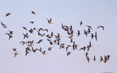 ЕРП Север вложи 1,15 млн. лева в птицезащитни устройства през последните четири години